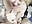 BJ - Swallowed his juice 🥵 POV - video di CutieBliss