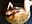 this golden goddess waits for you - video di Paula-Brown1