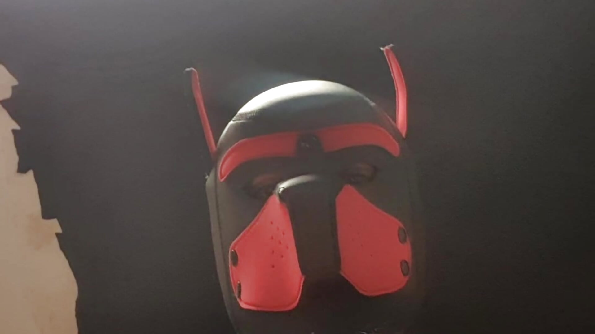 Hey guys! I'm RubrumFang Puppy 😋 your New favorite puppy! - video oleh Rubrum_Fang kamera model