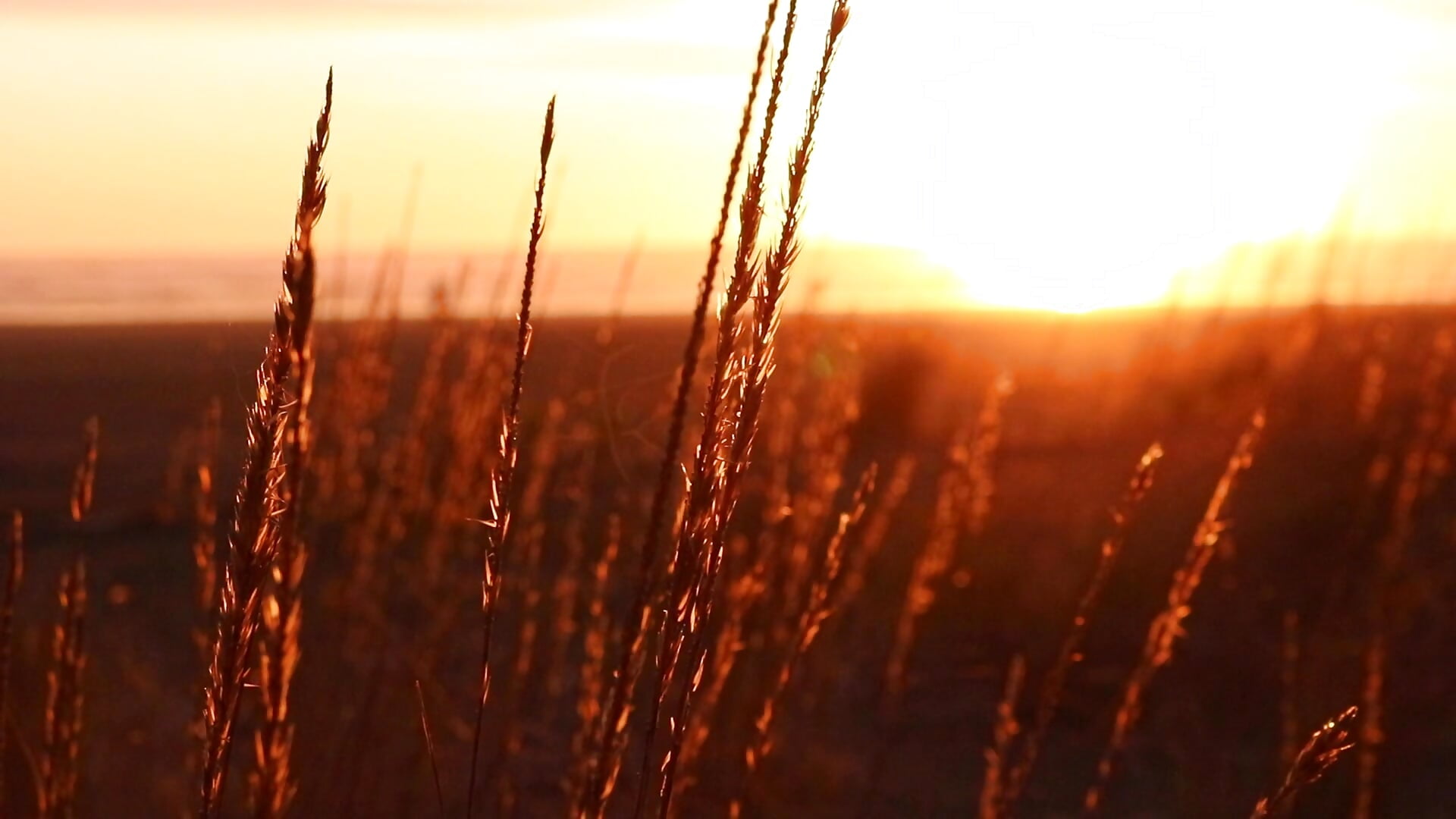 2097416-hd_1920_1080_30fps - відео від вебкаммоделі WeGiveJoy