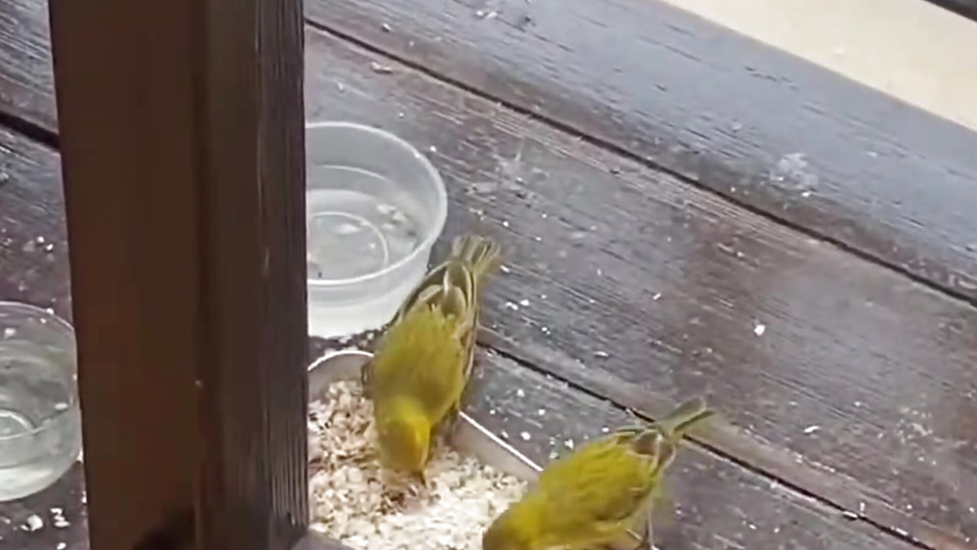 my beautiful birds✨🌸 - clip cu aisha_bx