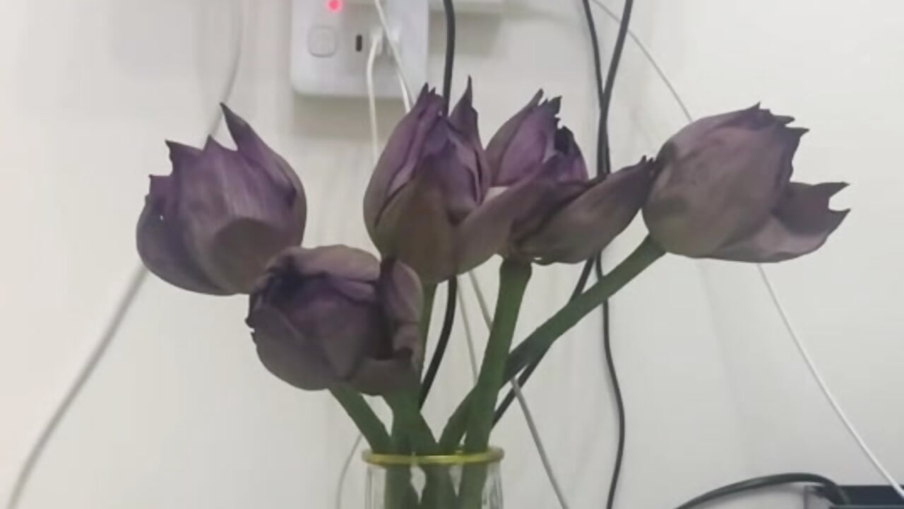 烂荷花！ - video by cute-maomao cam model