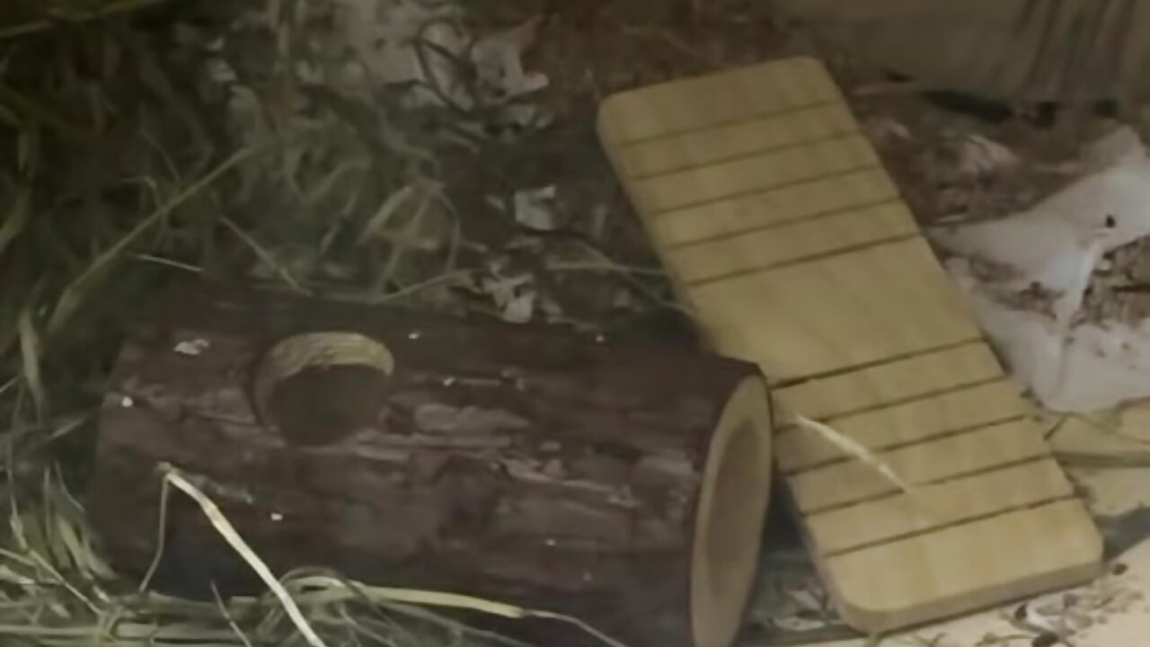 怎么会有这么可爱乖乖的🐭 - video by cute-maomao cam model