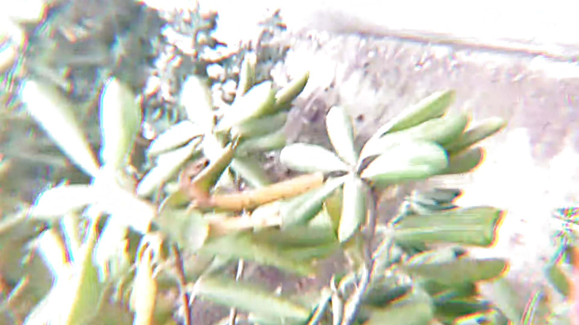 1000066304 - Vídeo de tigresayelleon69, modelo de vídeos