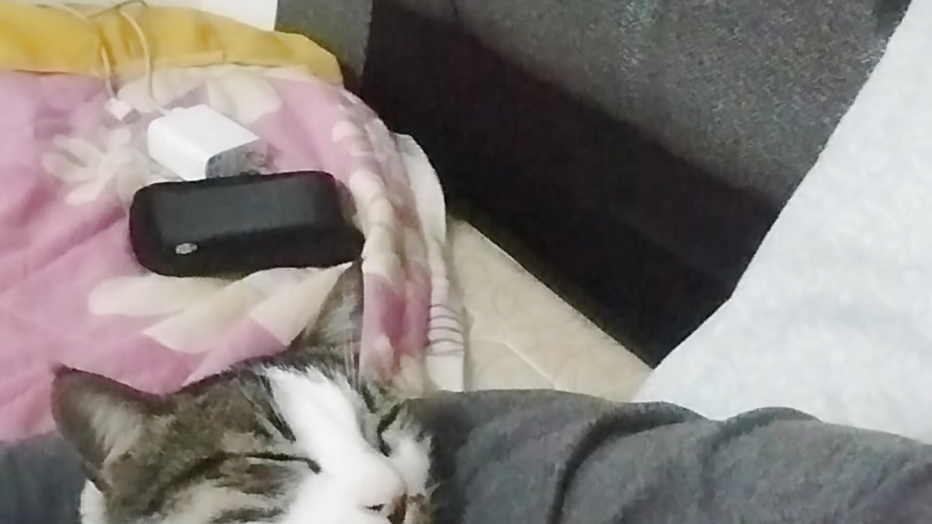 VID_20240809_122534 - video van guestar cam-model