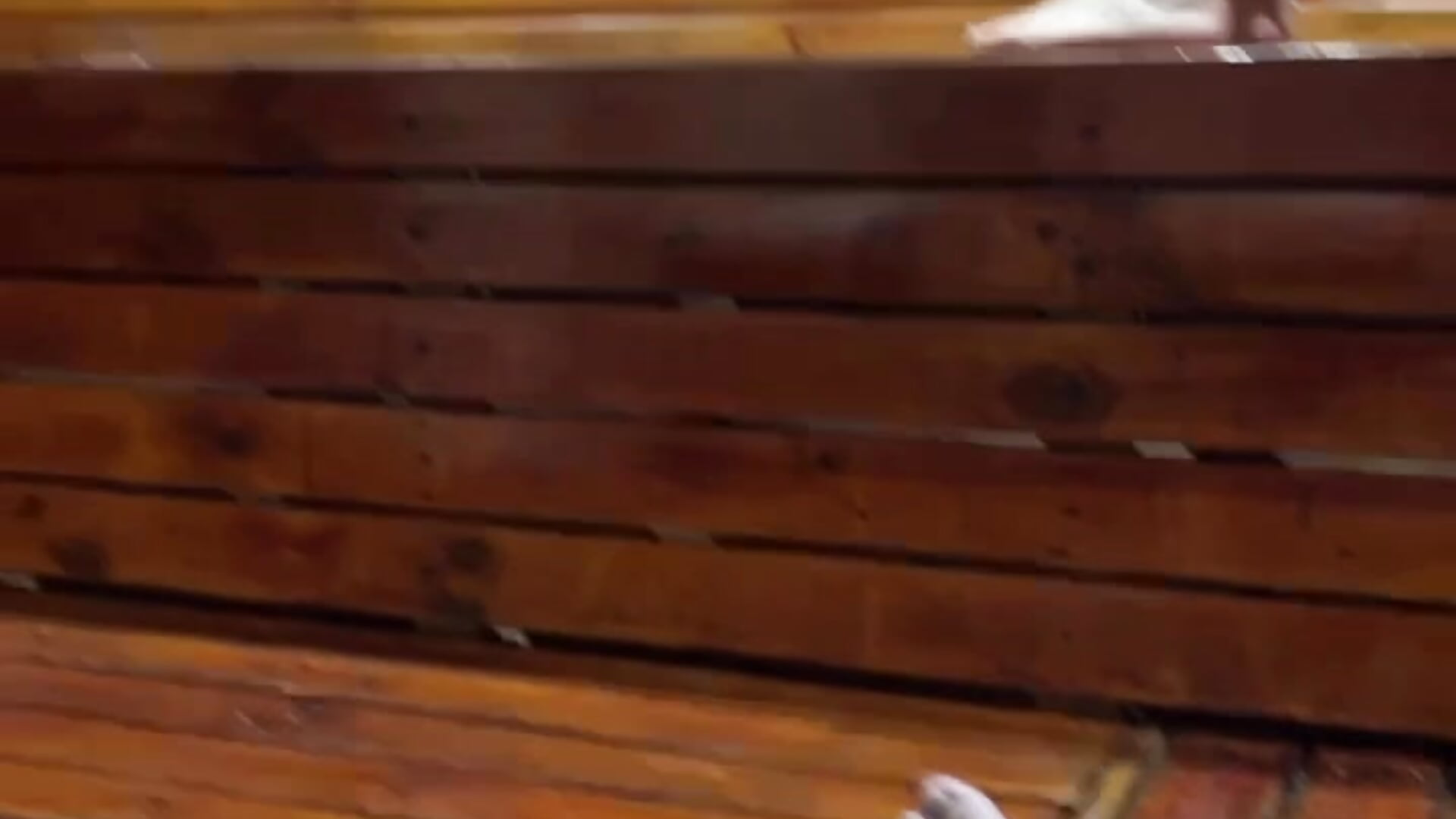 spa and sauna day - thiagowes主播的视频