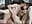 Teasing Footjob & Deep Kissing 😘🔥 → Reverse Cowgirl Ride & Creamy Finish 💦😏 - video by Sensual-Synergy cam model