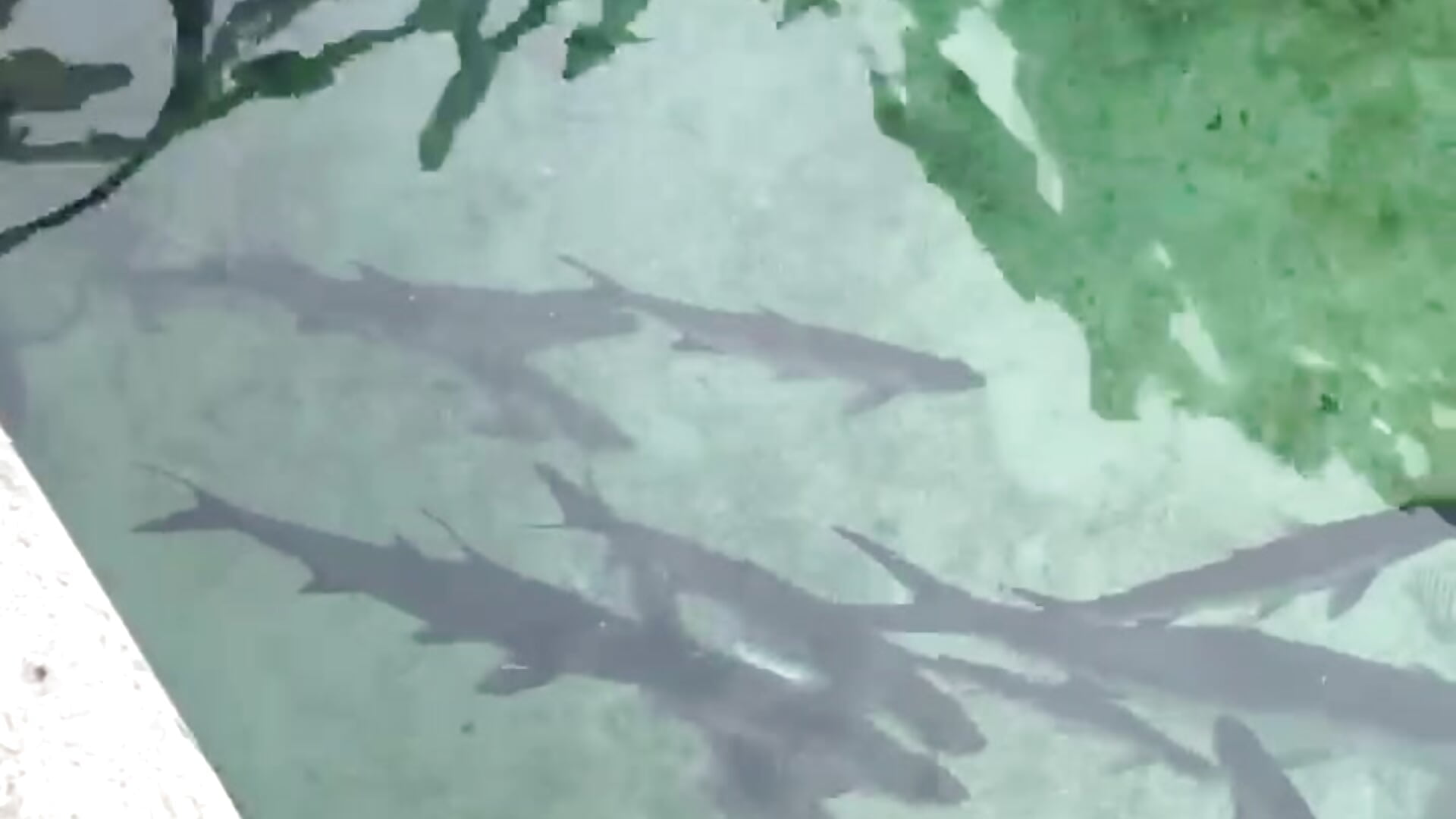 🐠 - video by viktorya_xue cam model