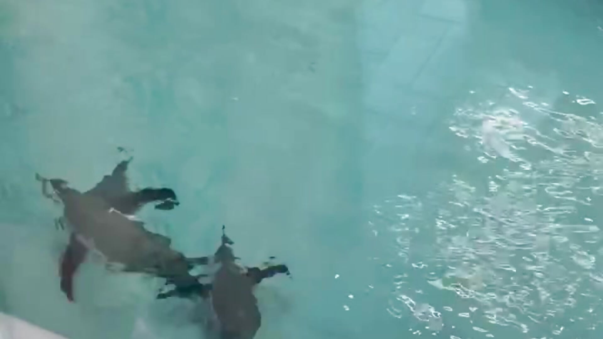 Zoo - video by beril_kiss- cam model