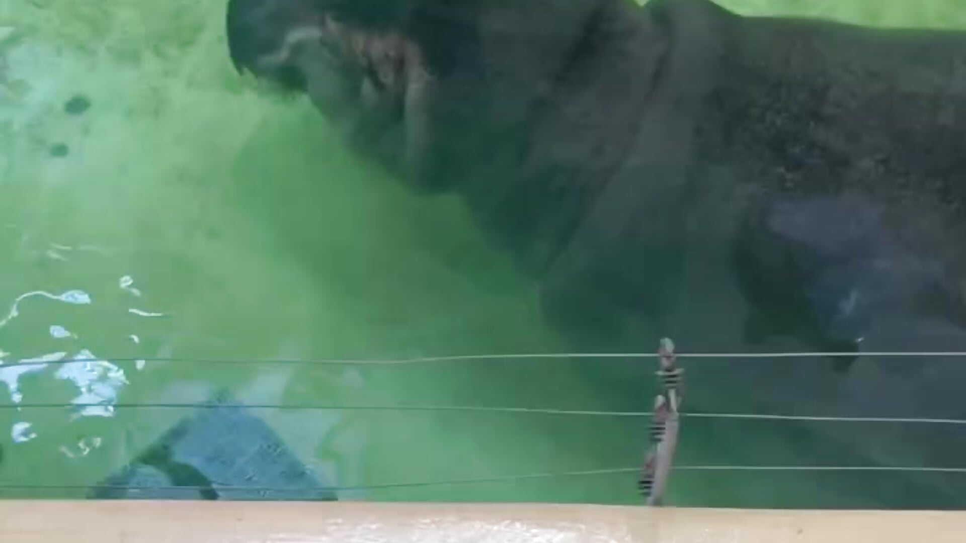 Zoo - video by beril_kiss- cam model