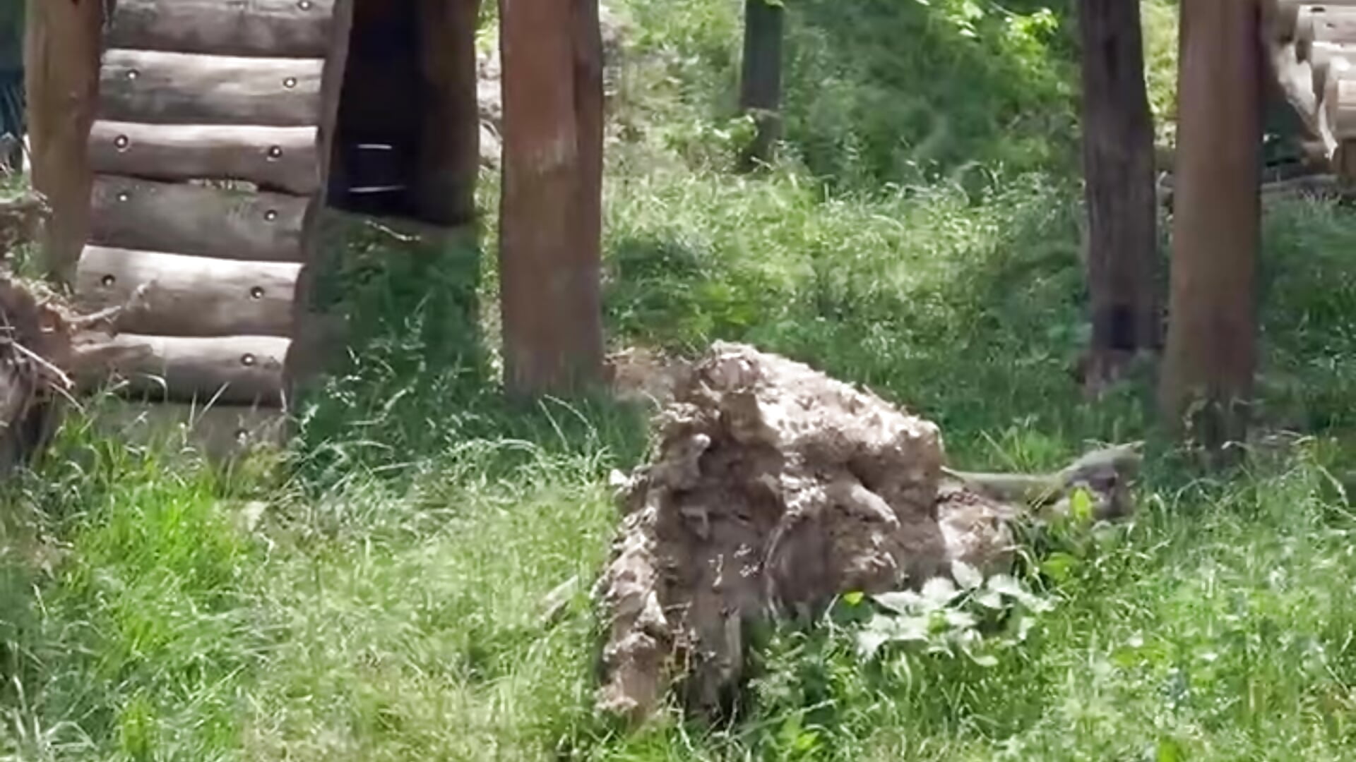 IMG_5645 - video by beril_kiss- cam model