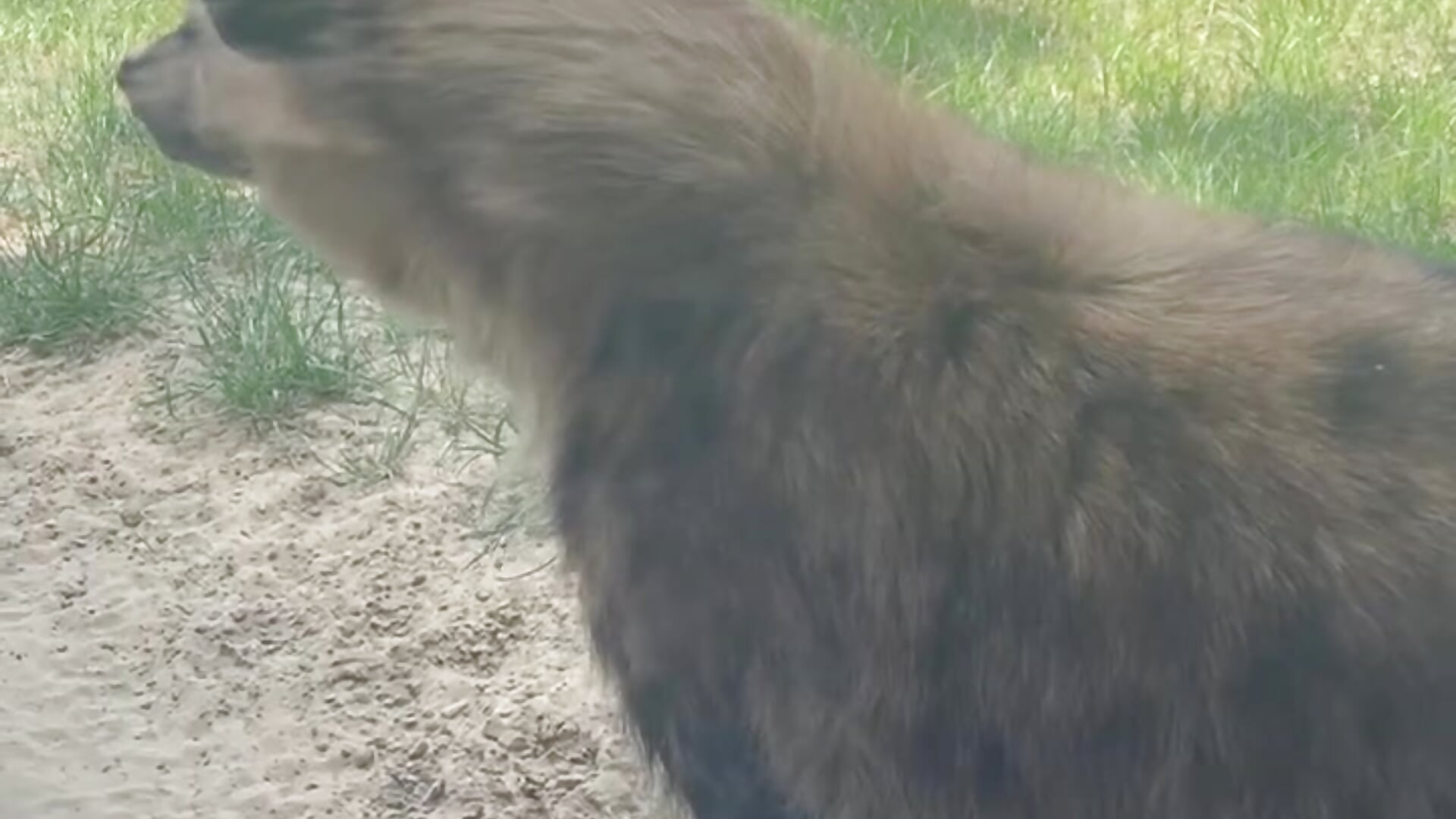 Zoo - video by beril_kiss- cam model