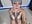 sexy blow job and creamy pussy - Video von cyberzoe Cam-Model