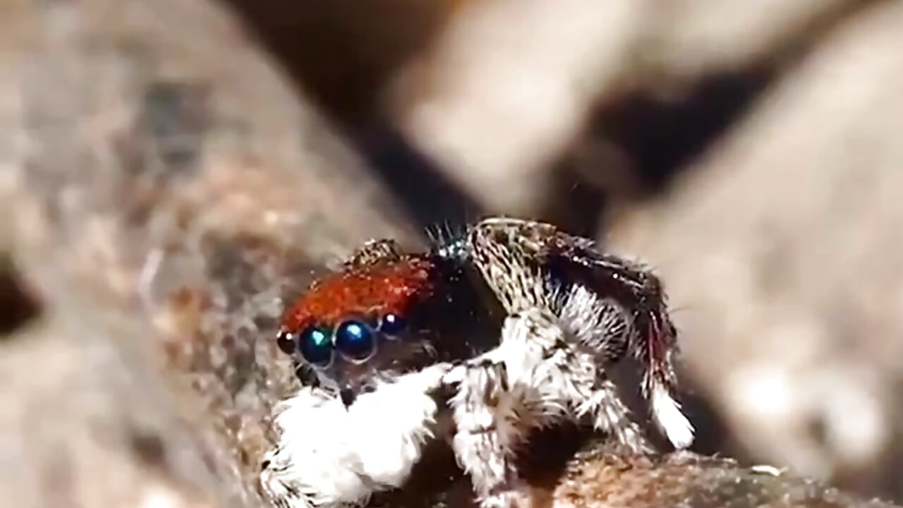 profile-intro-video-1743024427 - Musicalgirl 캠 모델의 동영상