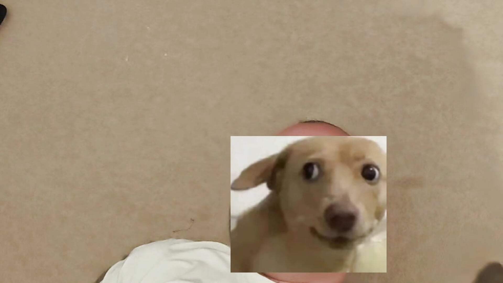 裸足玩狗辱骂/play dog