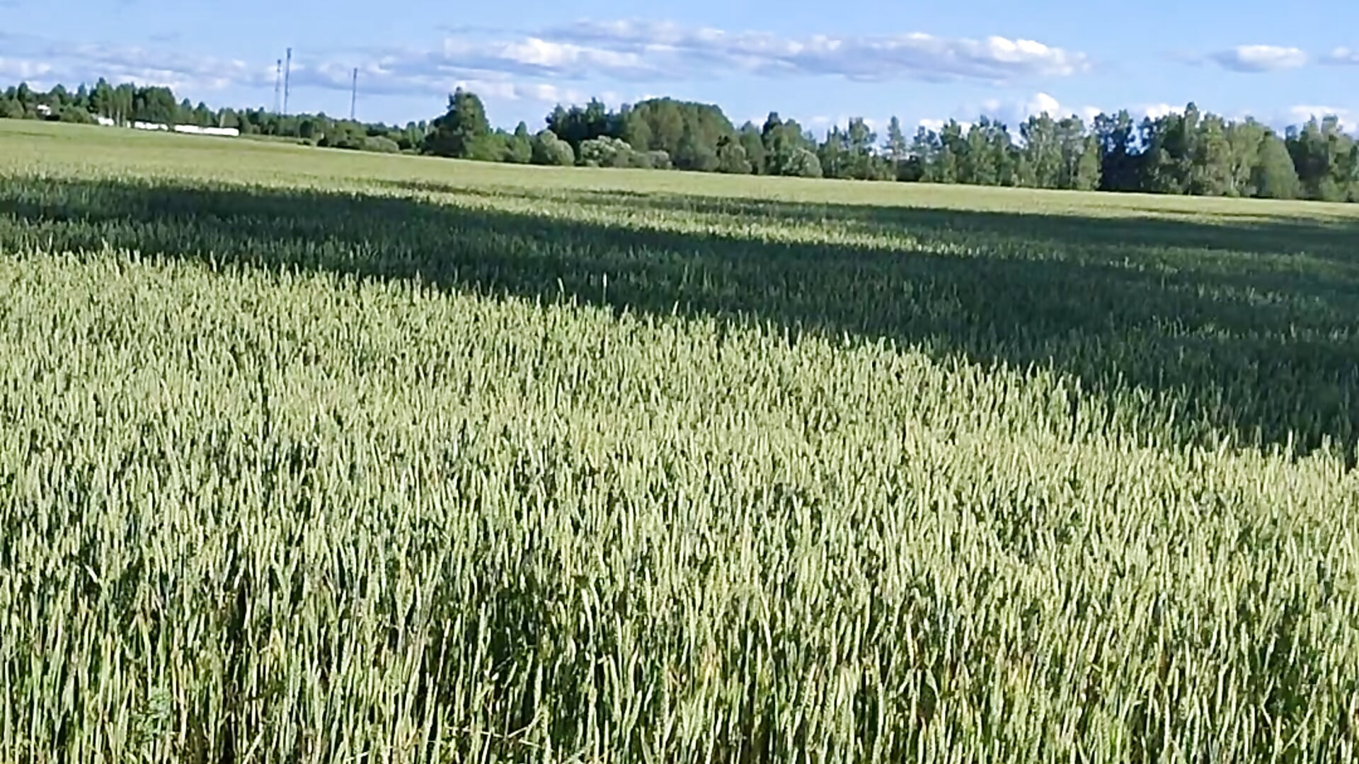 A woman is a field that craves a plowman, seeds, and moisture, and you will receive it in full. - video by GypsyEsmeralda cam model