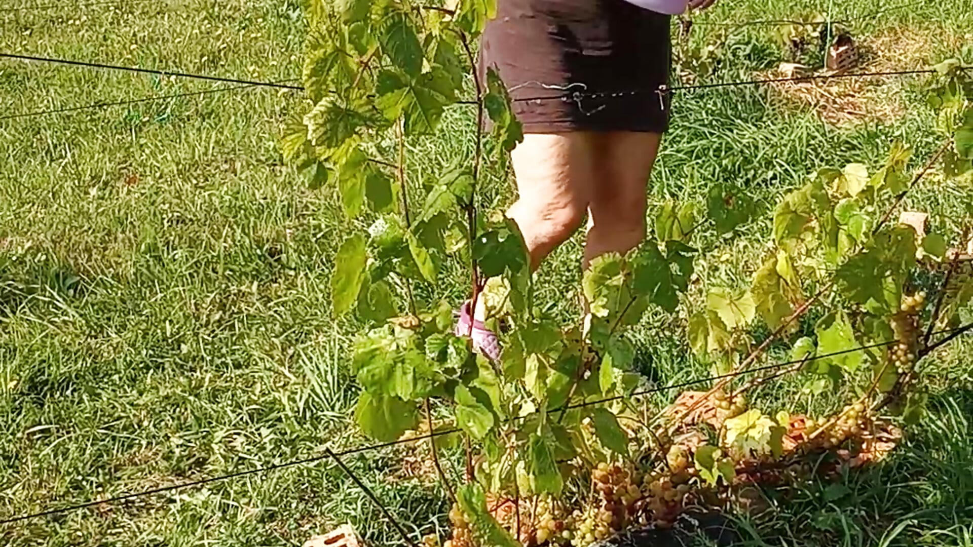 grapes also need love - video by GypsyEsmeralda cam model