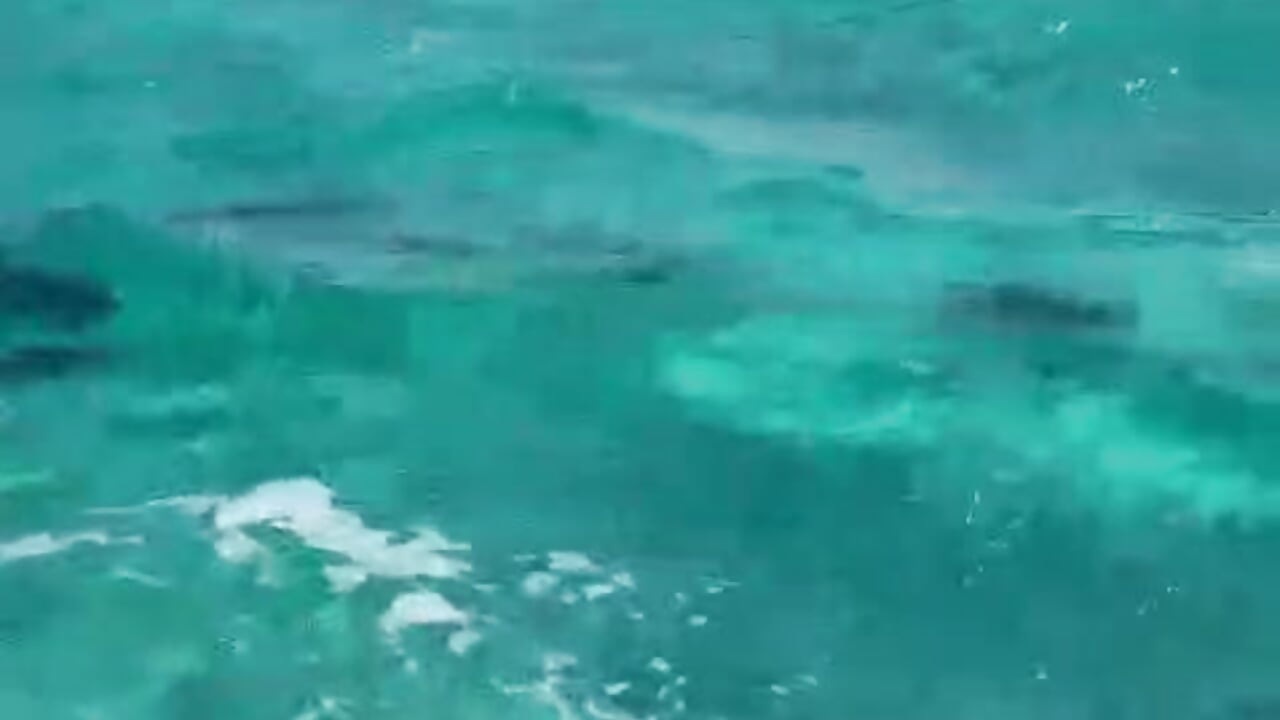 fish - فيديو من CATALAIA_STOMM موديل الكام