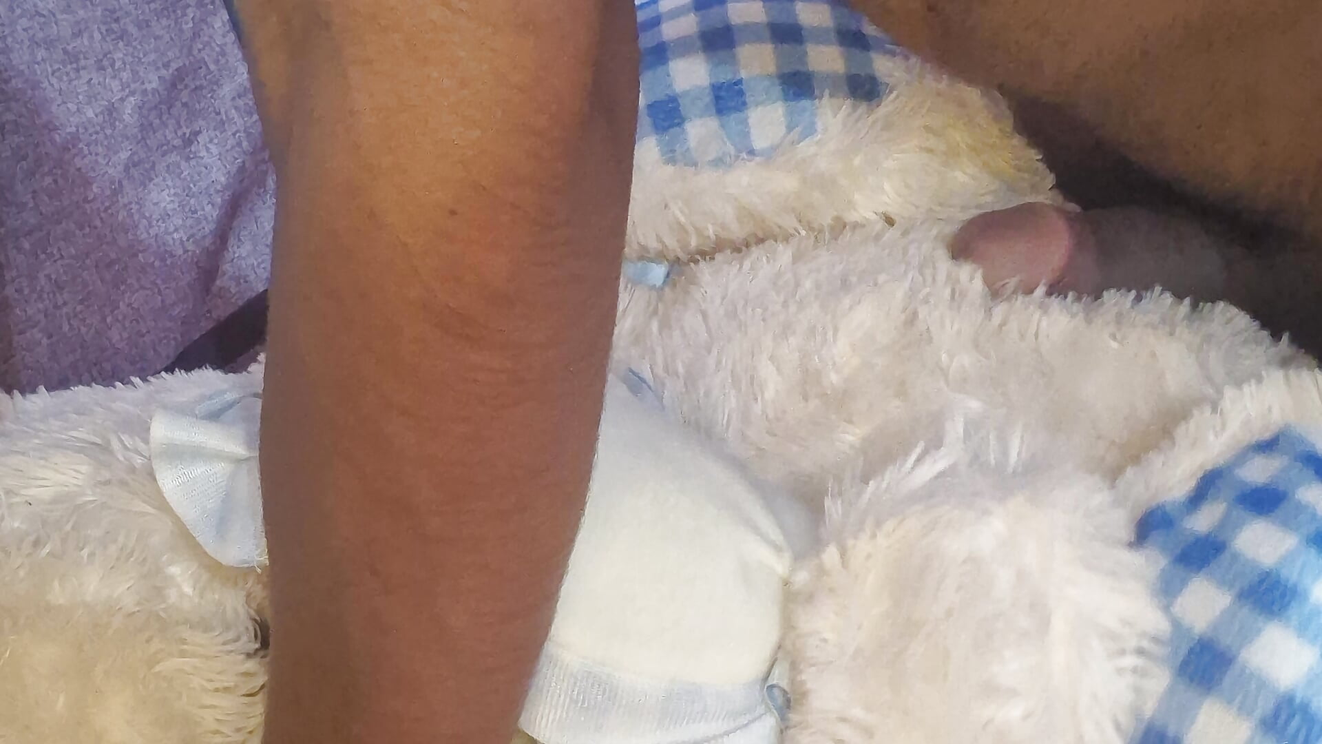 Teddy 🧸 ride🏇 with big load cum 🫦🥵😋