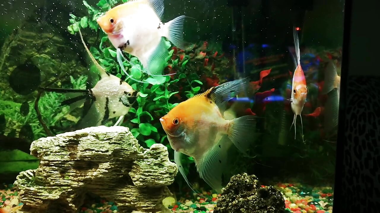 VID_20200829_160912 - video by Xxxasrty cam model