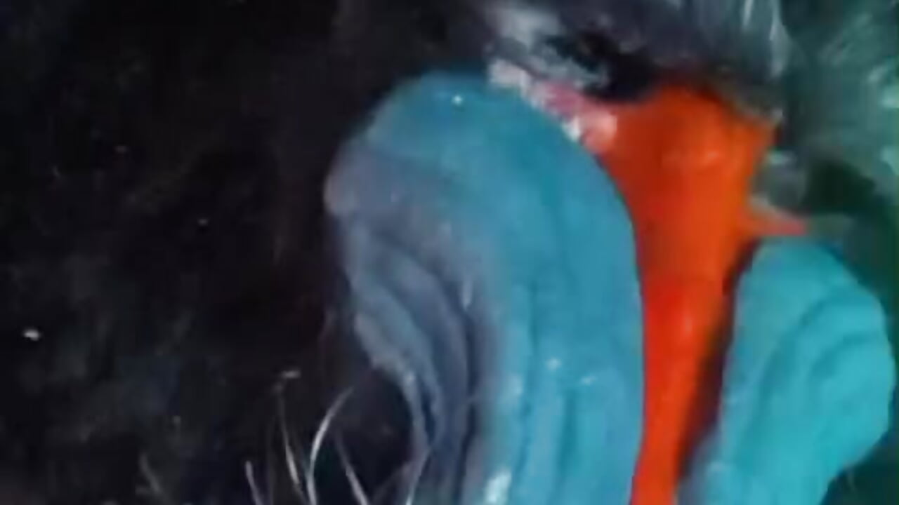 Mandril, your real WILD GOD - video oleh Godly_huan kamera model