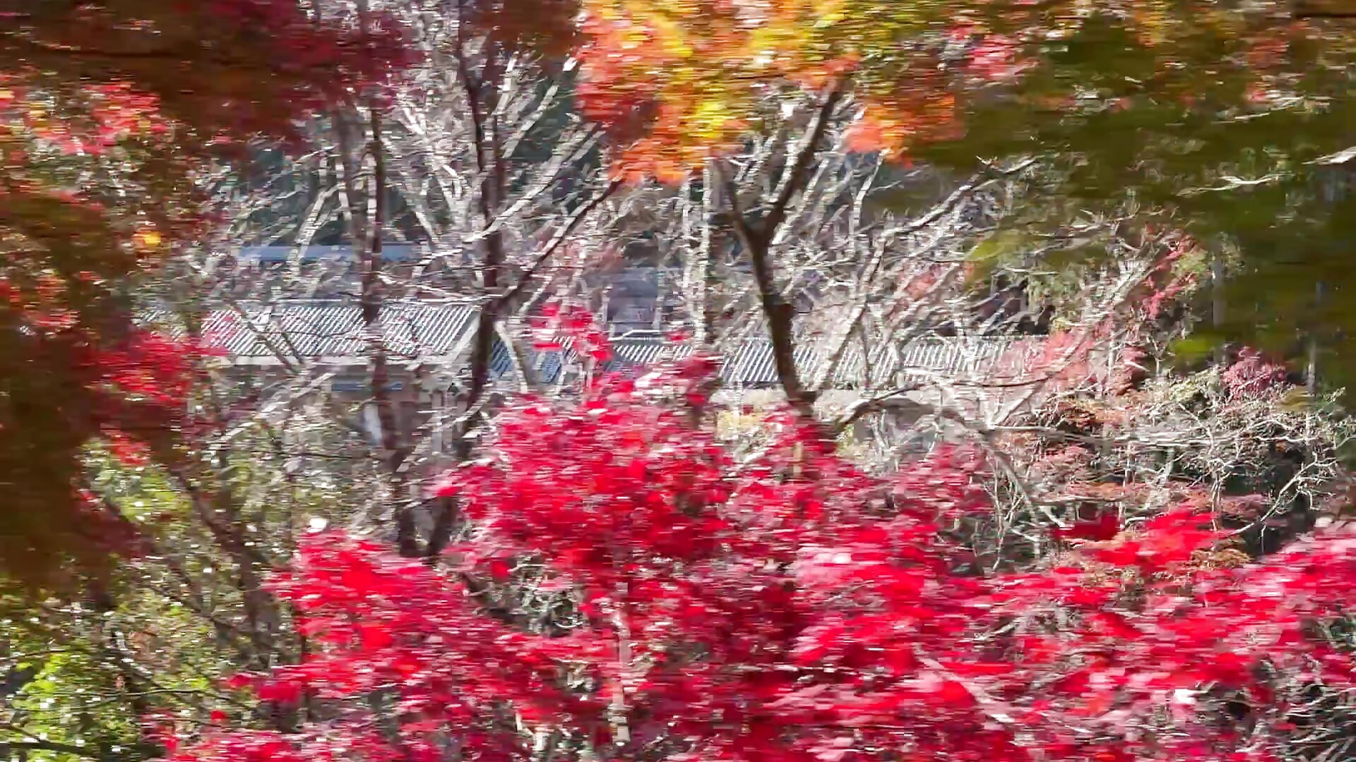 嵯峨野トロッコ🚂🍁 - video by yun_1022 cam model