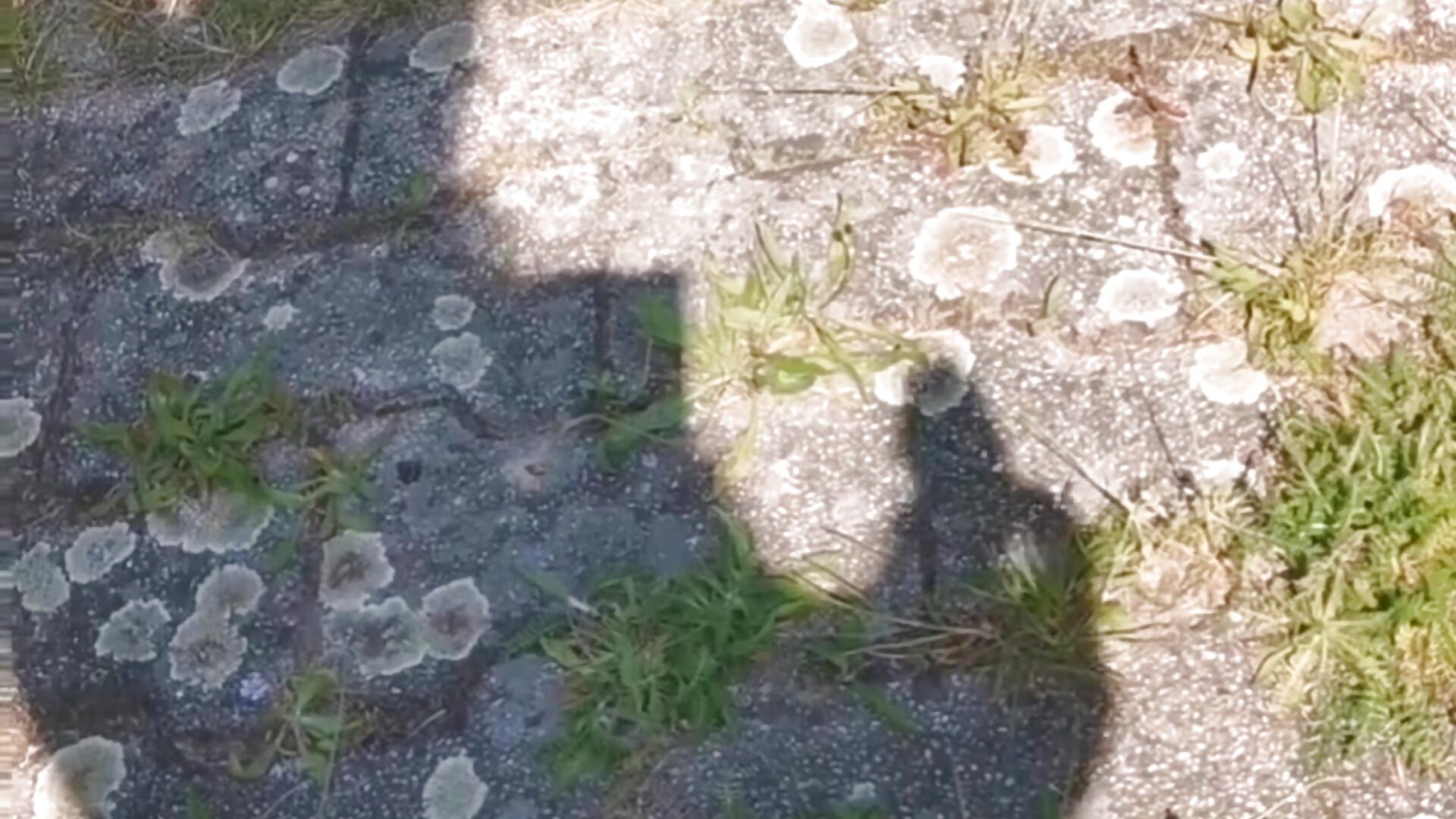Shadows... - video by Kingsscepter cam model