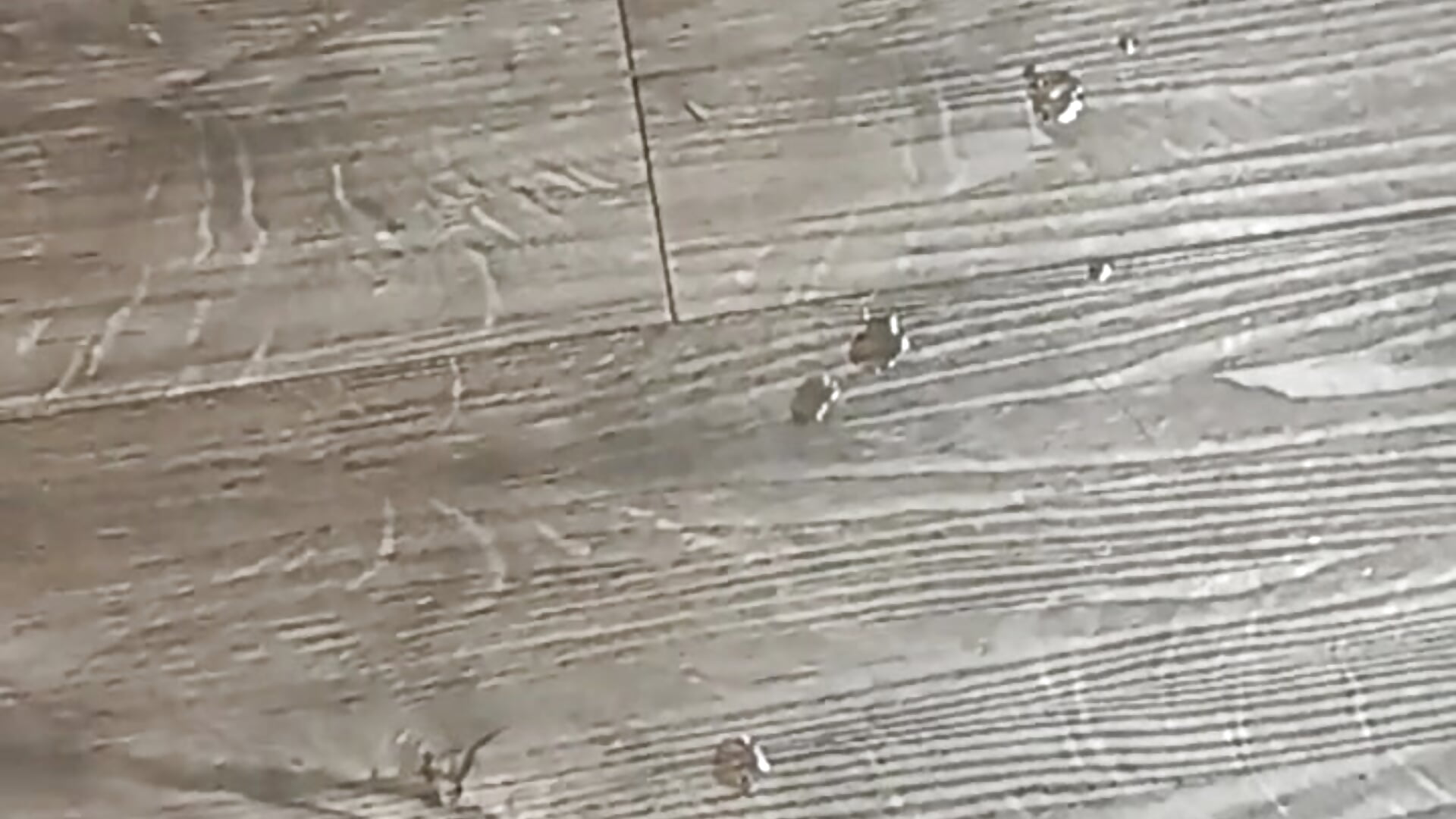 Sperm on the floor after cumshot in past video - วิดีโอโดย awesome-dirty-dick โมเดลแคม