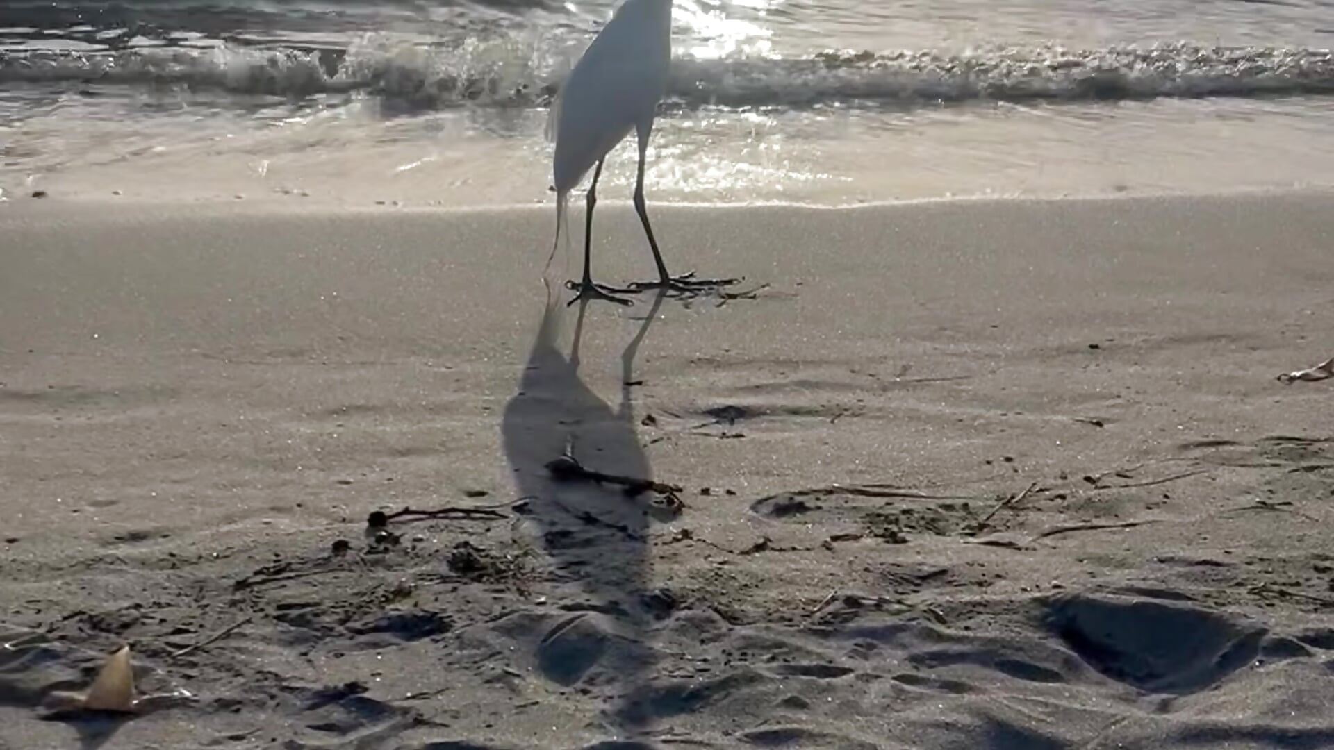 Garzas y playa - video by mariamulata cam model