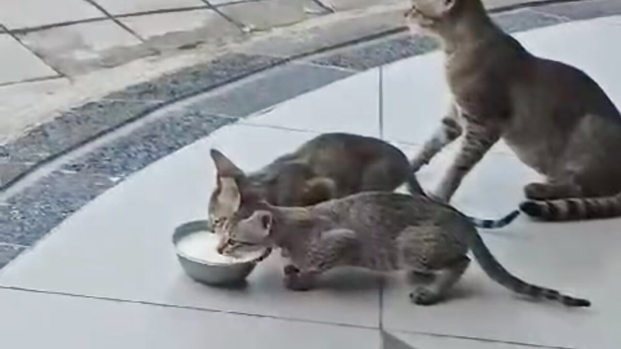 1000097574 - video by nupa230780 cam model