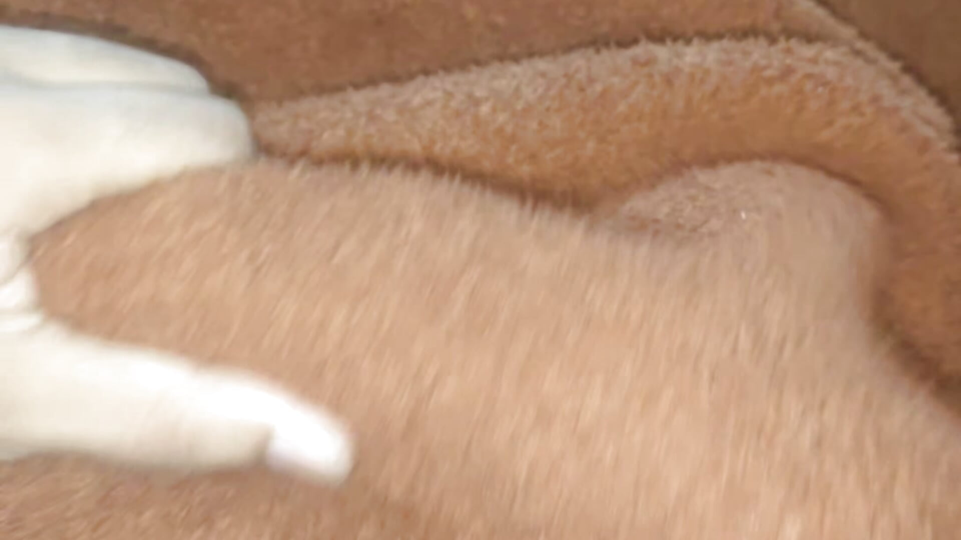 Thickness - video by rohit_nagpurwala cam model