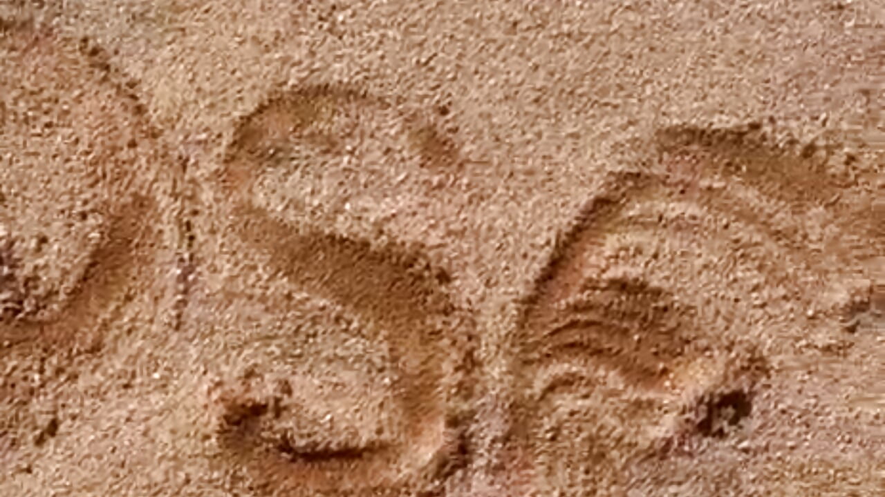 WhatsApp Video 2026-02-04 at 18,56,05 - відео від вебкаммоделі sherilkwang19tv