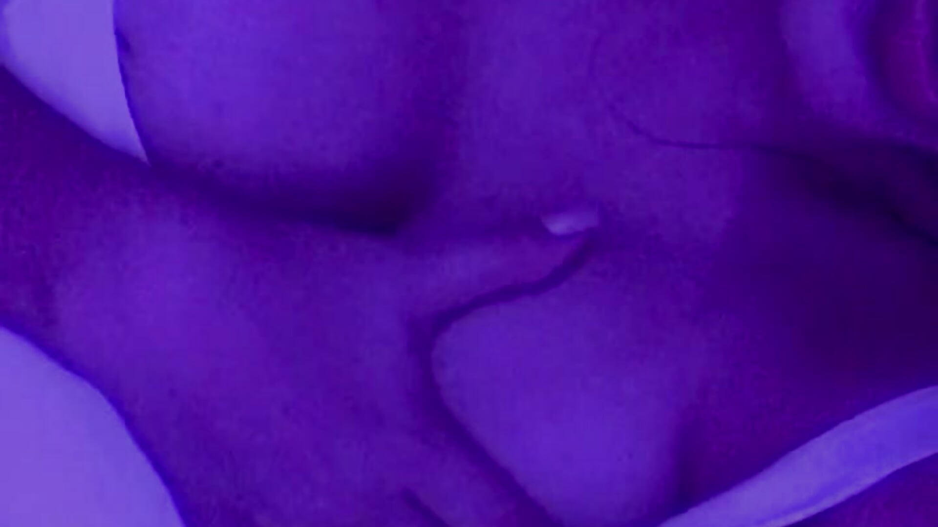 💜 - video by NathRossi cam model