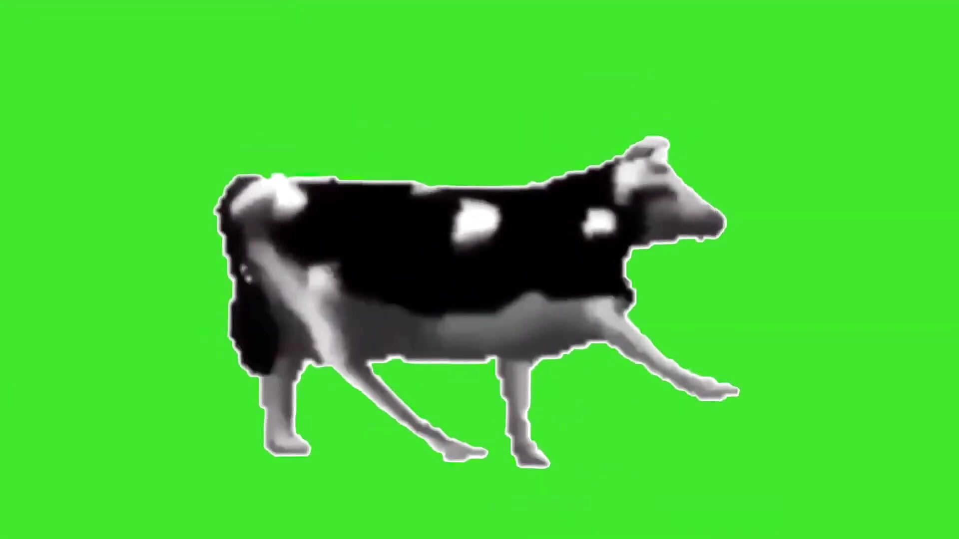 polish-cow.mp4 - video by awesome_anna cam model