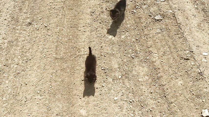 かわいいにゃんこたち♡好き🫶 - clip cu -Arisa- model videochat