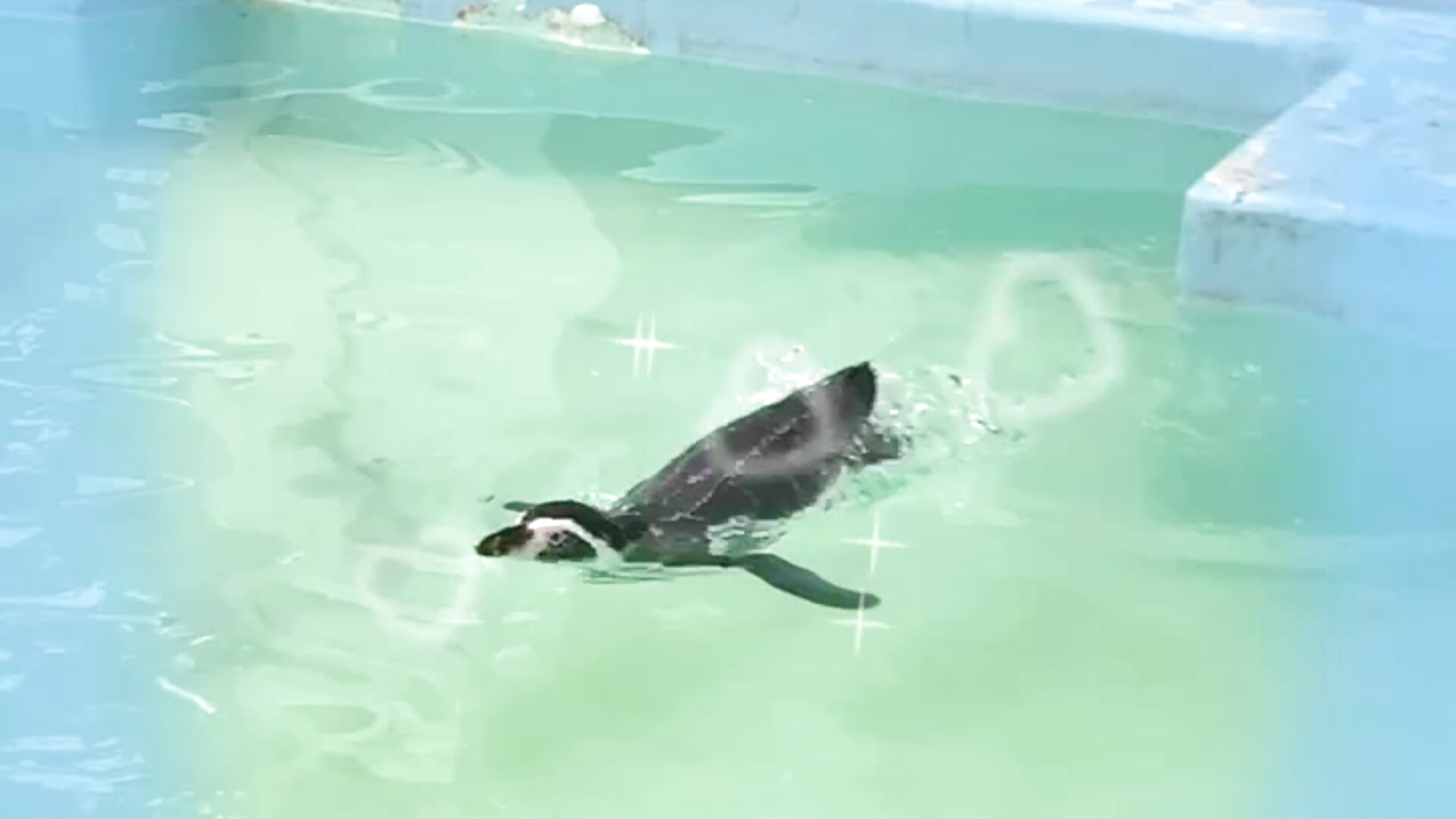 ぷりぷりおしりペンギン♡
