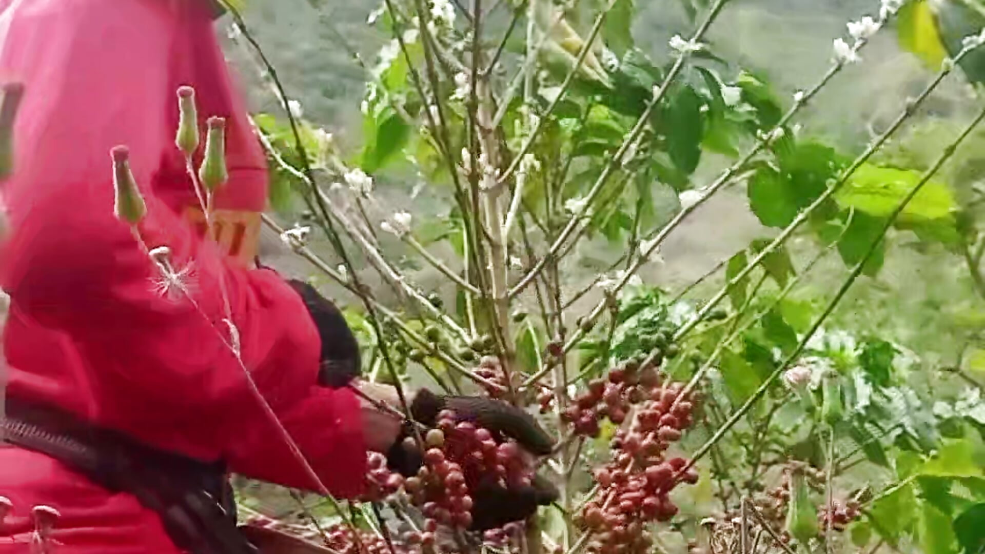 Coffee harvesting ☕️