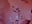 naked bobbies in the bathtub - video by BeatriceReeves cam model
