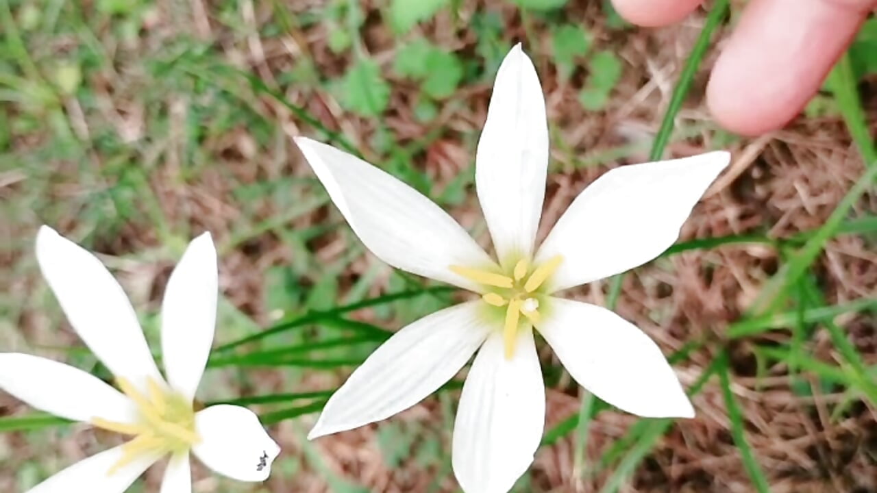 姐姐近期生活照  Recent photo of Angel’s life - video by AngelwithEcup cam model