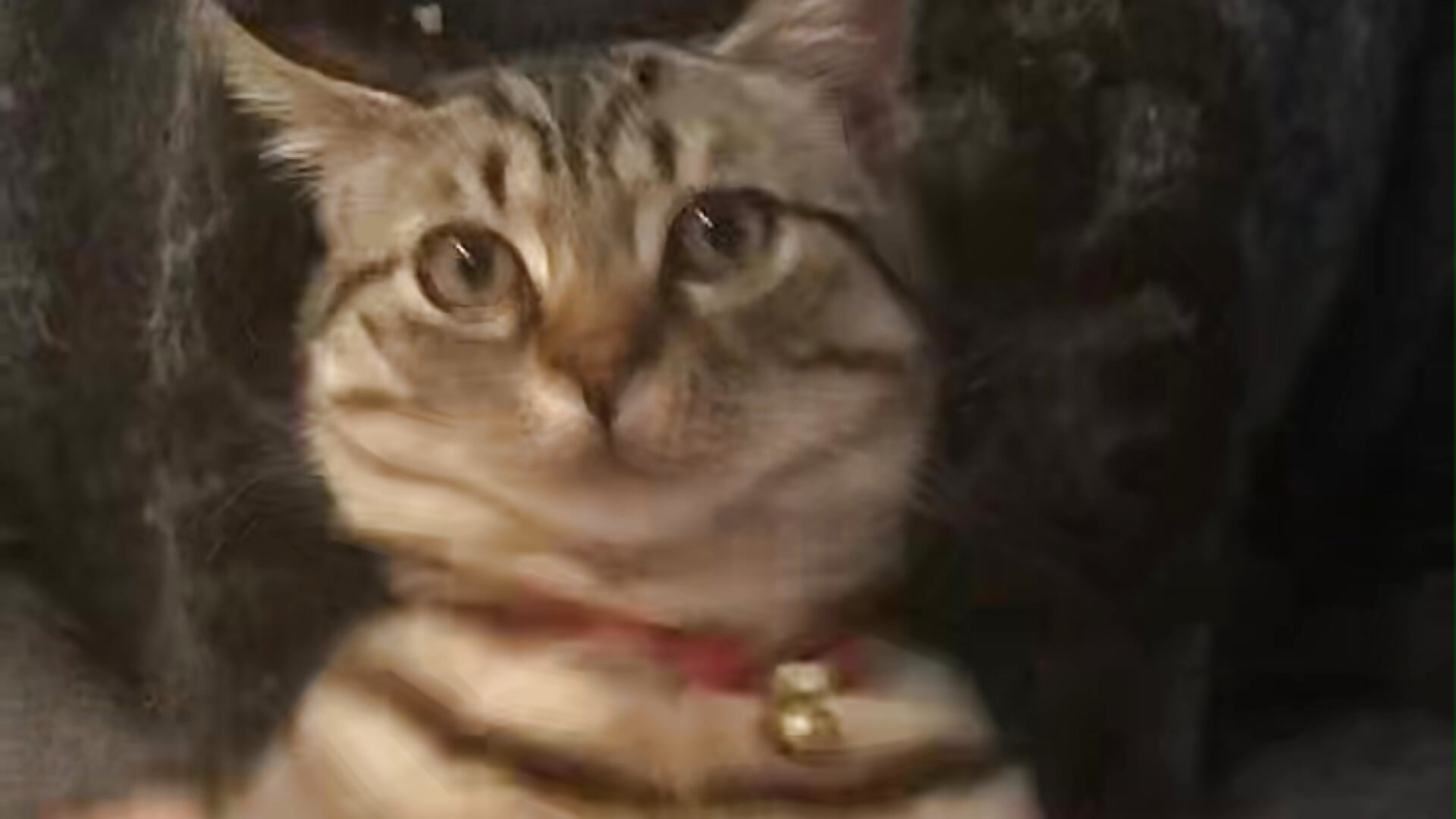 小猫打鼓 The kitten is playing the drum. - video van AngelwithEcup cam-model