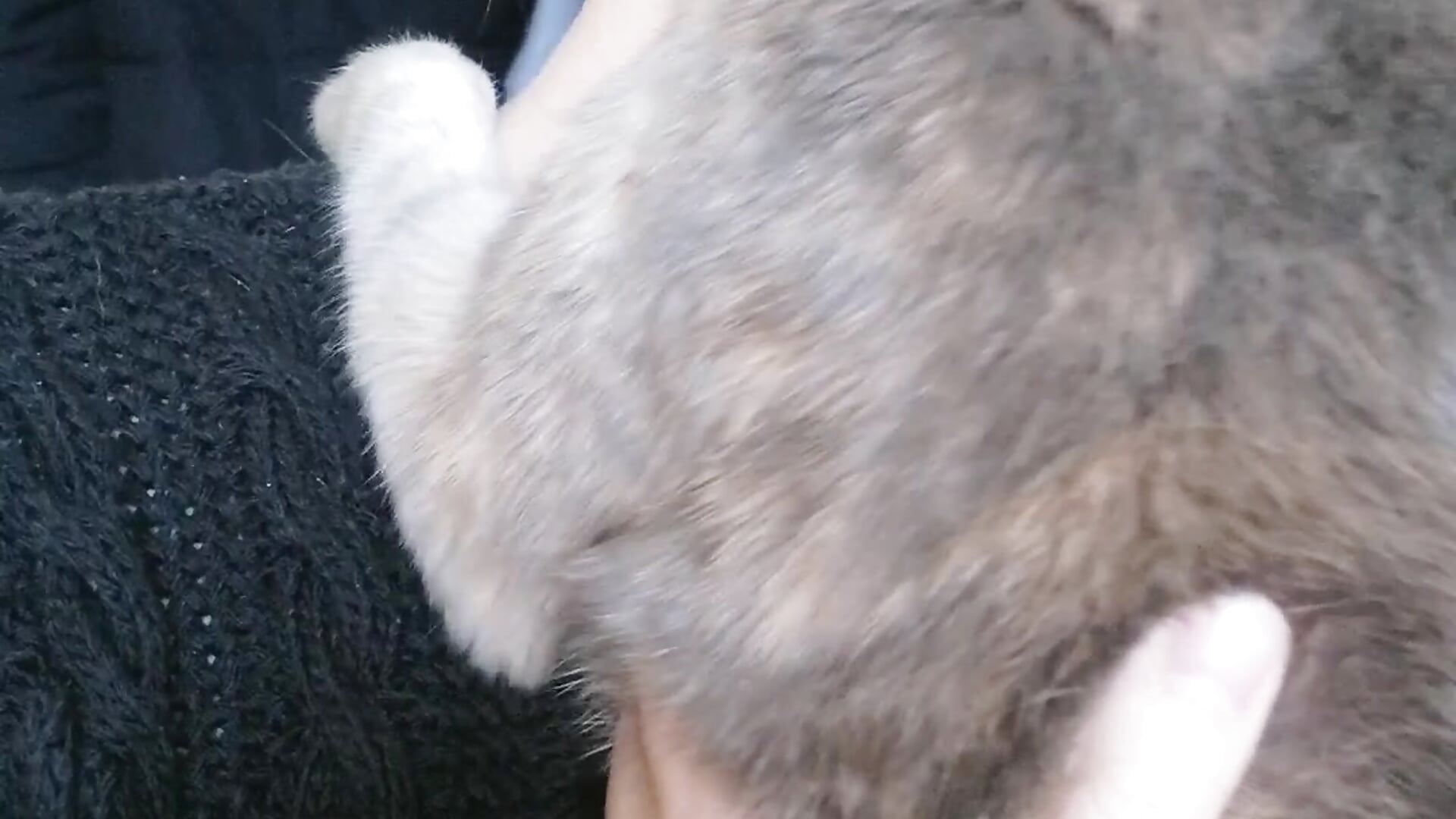 guest kisses) - video by MilanaArt cam model