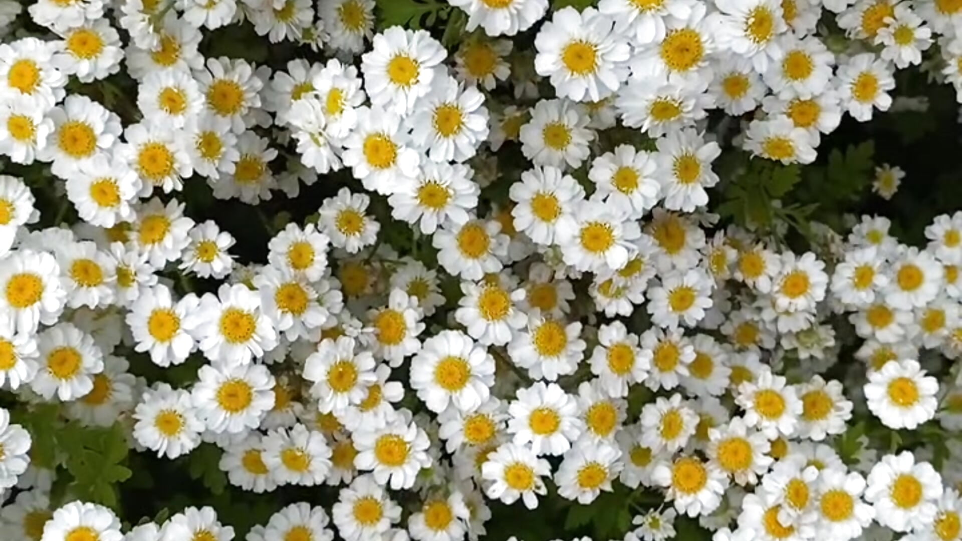 -310704009841280564 — filmik Teresa_Stane, modela(-lki) na kamerkach