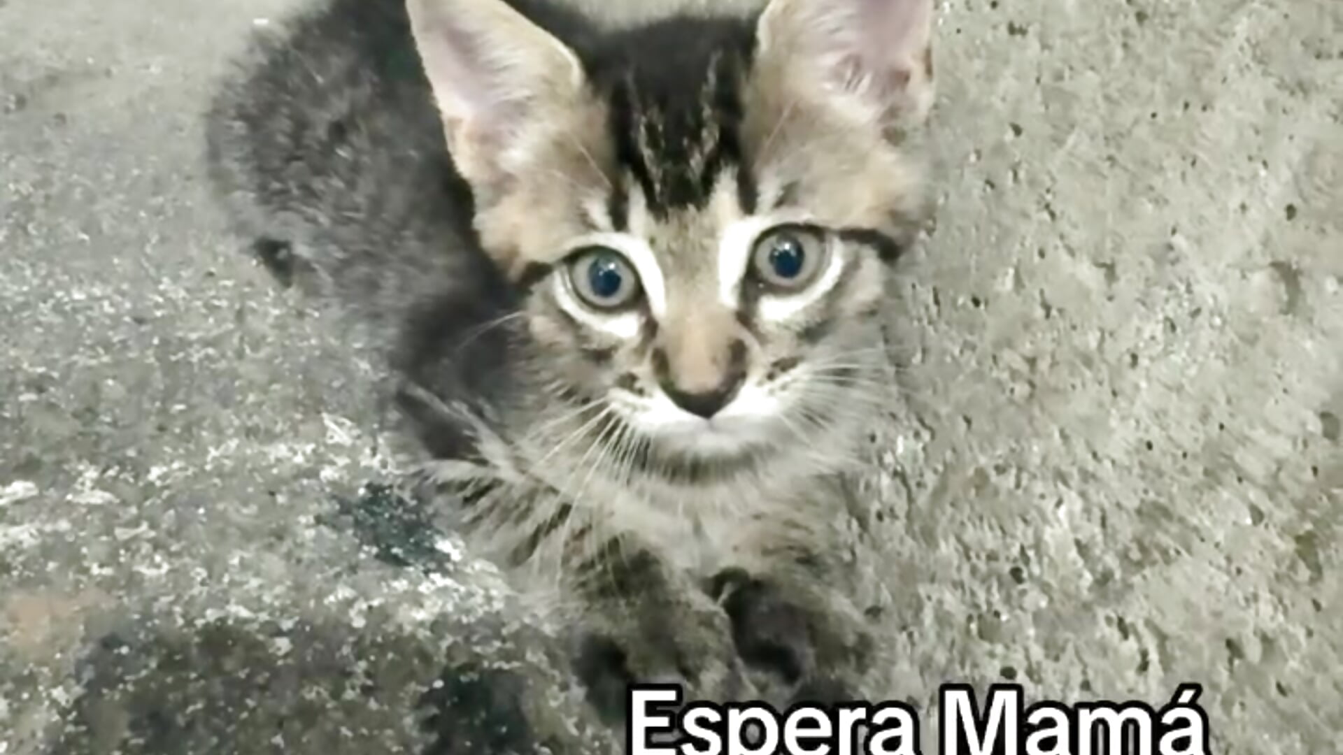 my gat tom 😍😍 - video by kinkyandsavage cam model