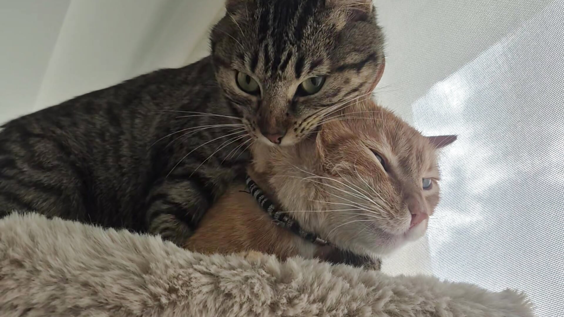 ❤ - vídeo de la modelo de cam Miaa_gh1