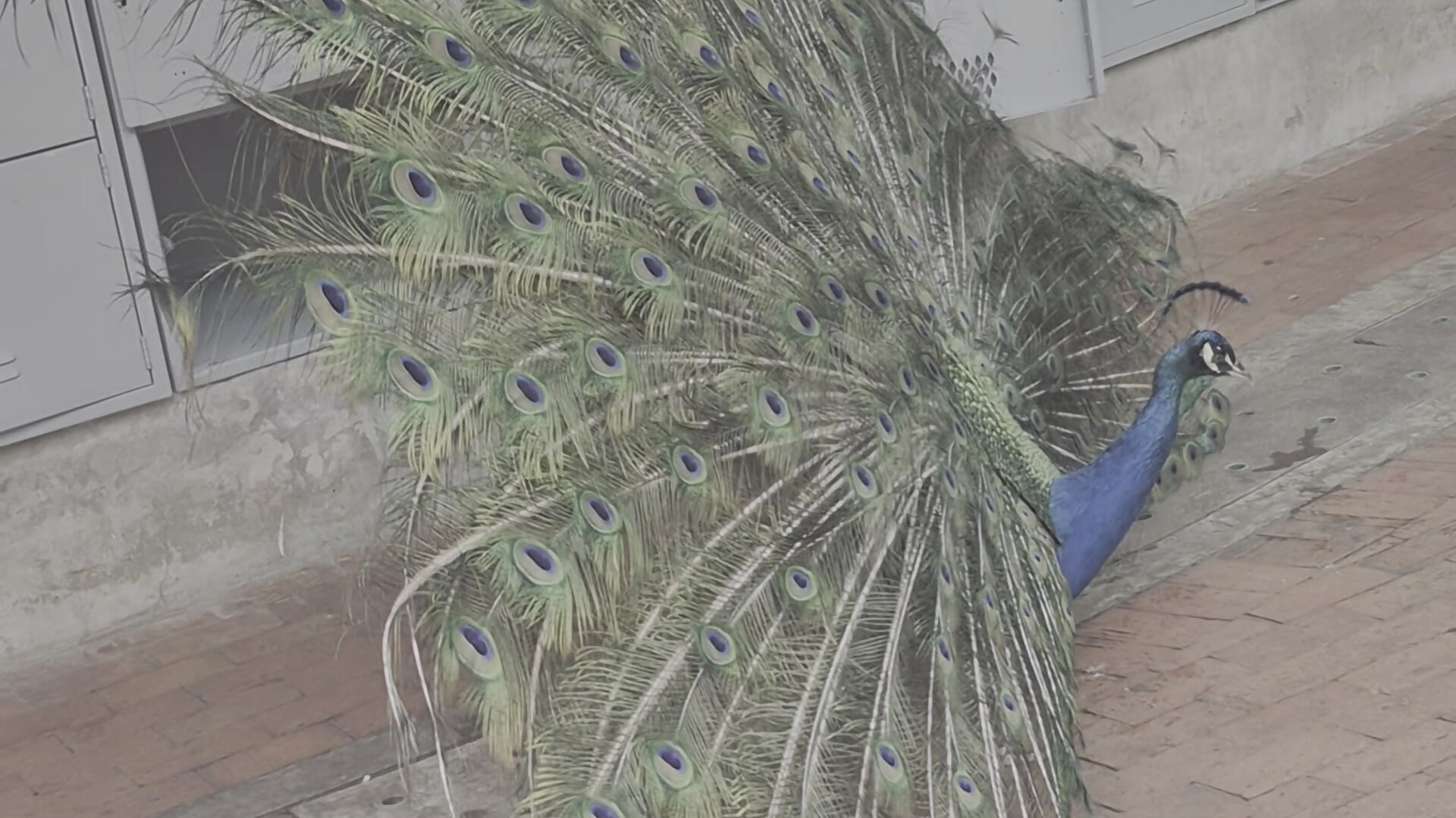 🦚 - video di Miaa_gh1 modella di cam