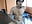public cum show - video by Gre3k_god cam model