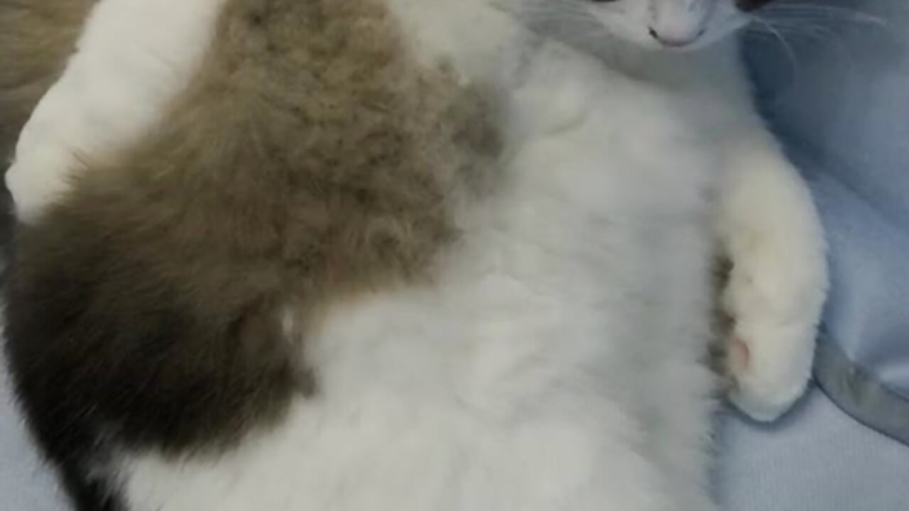 我的弟弟宝宝－カメラキャストのChenjing0の動画