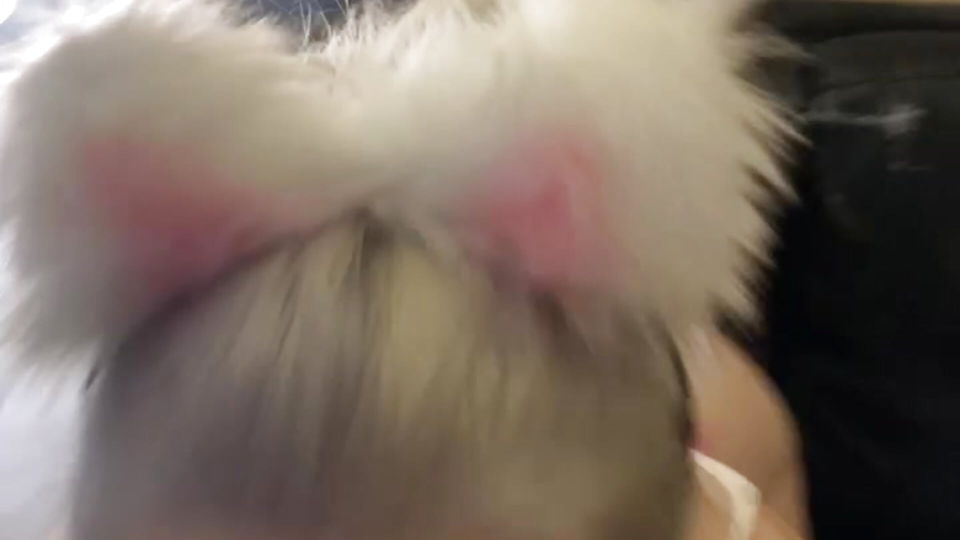 🎀 - video by PrettyInPink18 cam model