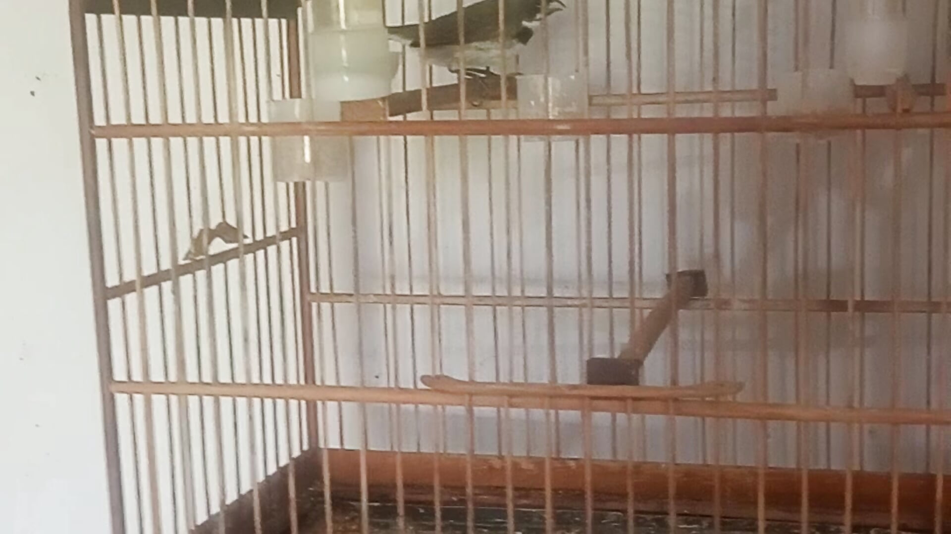 Liberado - video van rodrig2107 cam-model