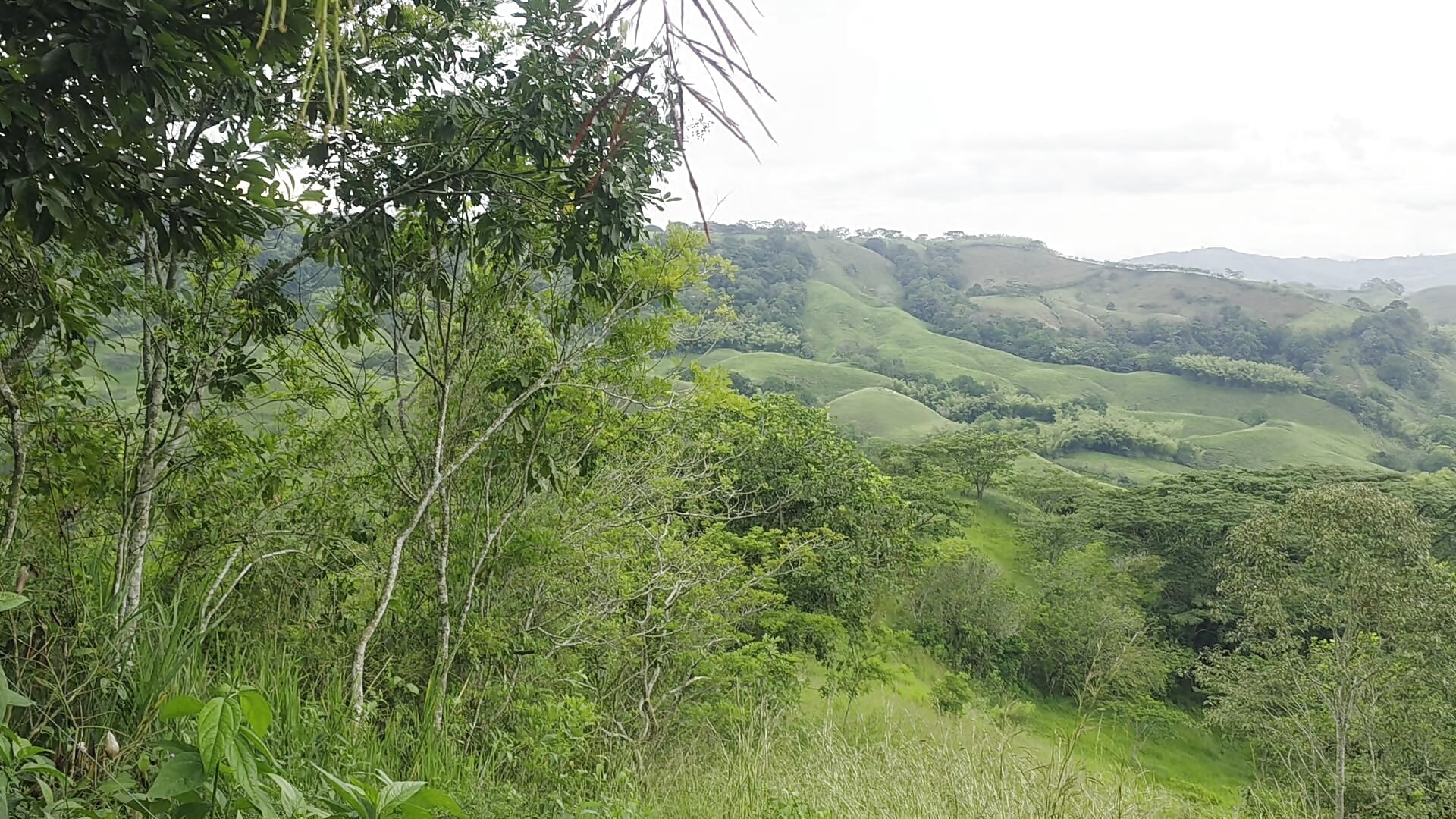 I love the sound of birds singing, alongside a beautiful landscape.－カメラキャストのamabel_zambranoの動画